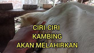 Kambing Melahirkan Kambing Melahirkan Berapa Bulan Sekali